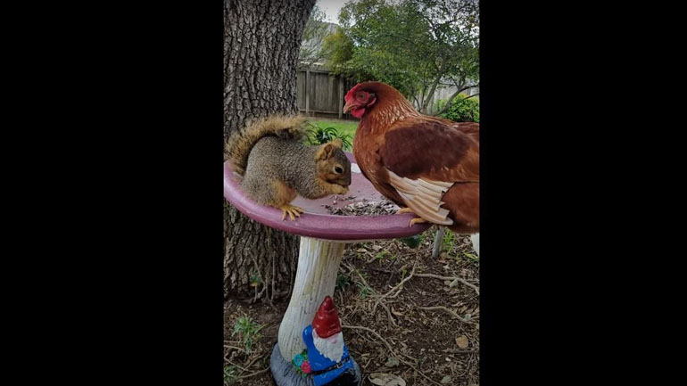 Σκίουρος εναντίον κότας